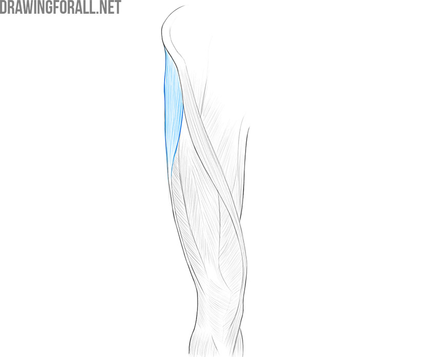 Side view of the upper thigh showing the tensor fasciae latae muscle.