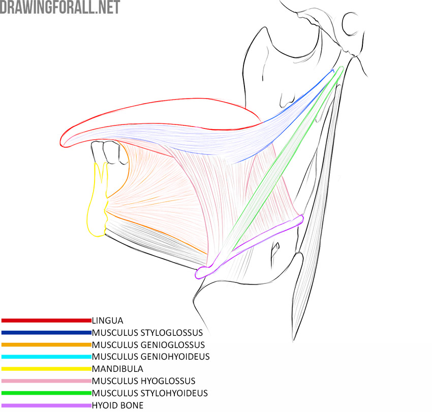 Tongue anatomy with the styloglossus, genioglossus, geniohyoid, hyoglossus, and stylohyoid muscles, mandible, and hyoid bone labeled.