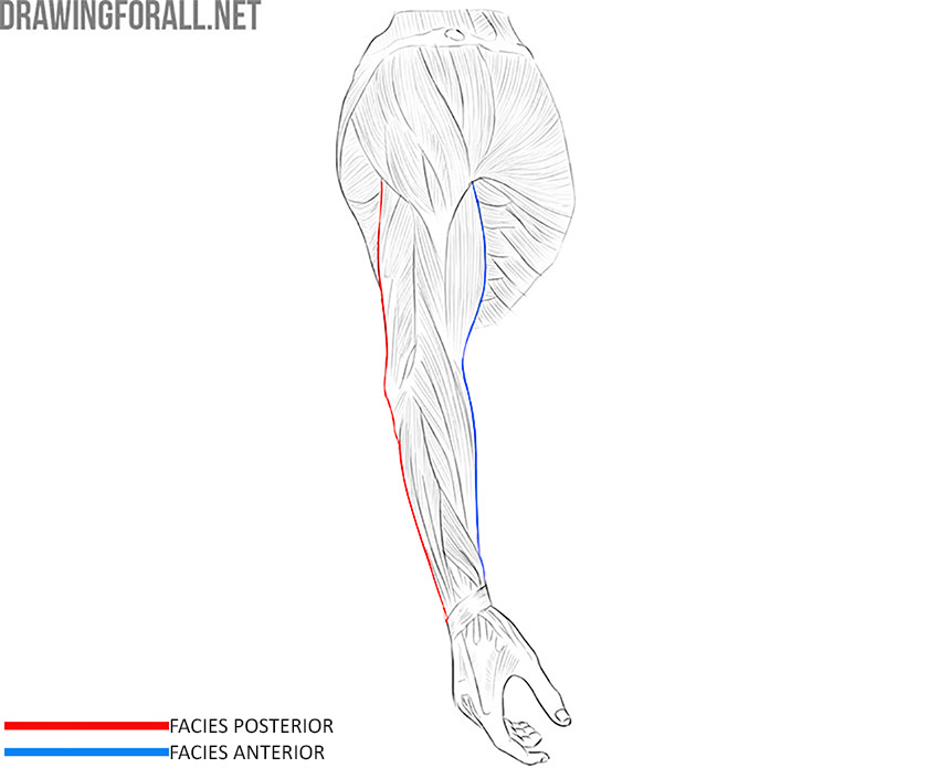 Upper limb showing the anterior and posterior surfaces of the arm and forearm.