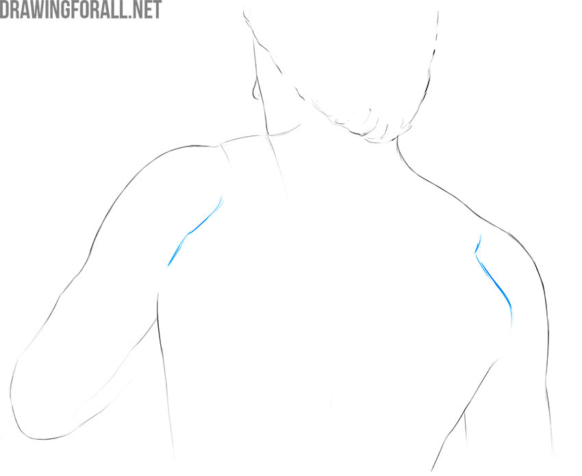Back view of the upper torso showing the borders between the upper limbs and back.