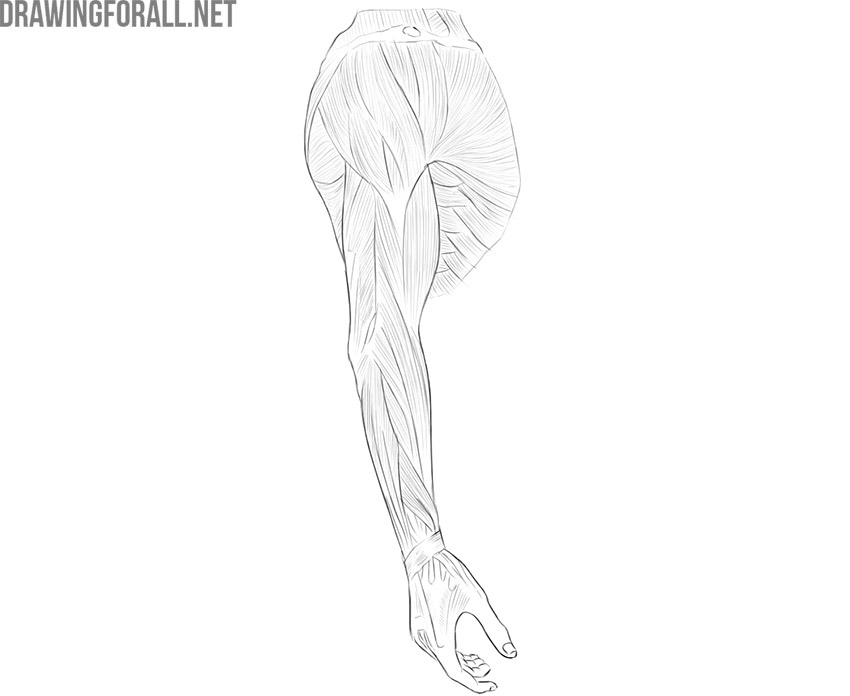 Front view of the upper limb showing the main superficial muscles from shoulder to hand.