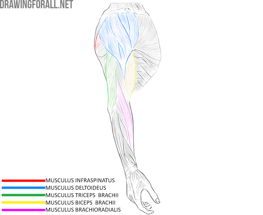 Upper limb muscles with the infraspinatus, deltoid, triceps brachii, biceps brachii, and brachioradialis labeled.