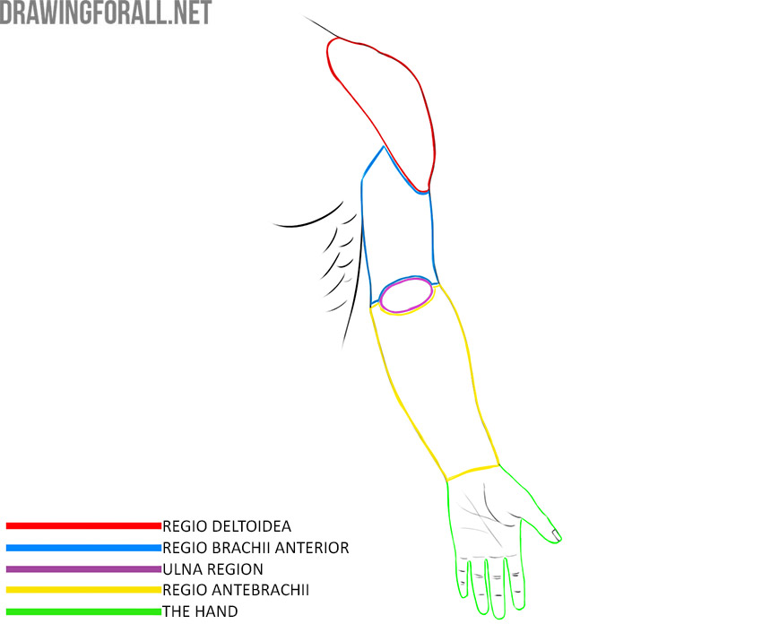 Upper limb anatomy with the deltoid, anterior arm, cubital, forearm, and hand regions labeled.