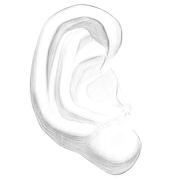 Anatomy of ears for artists