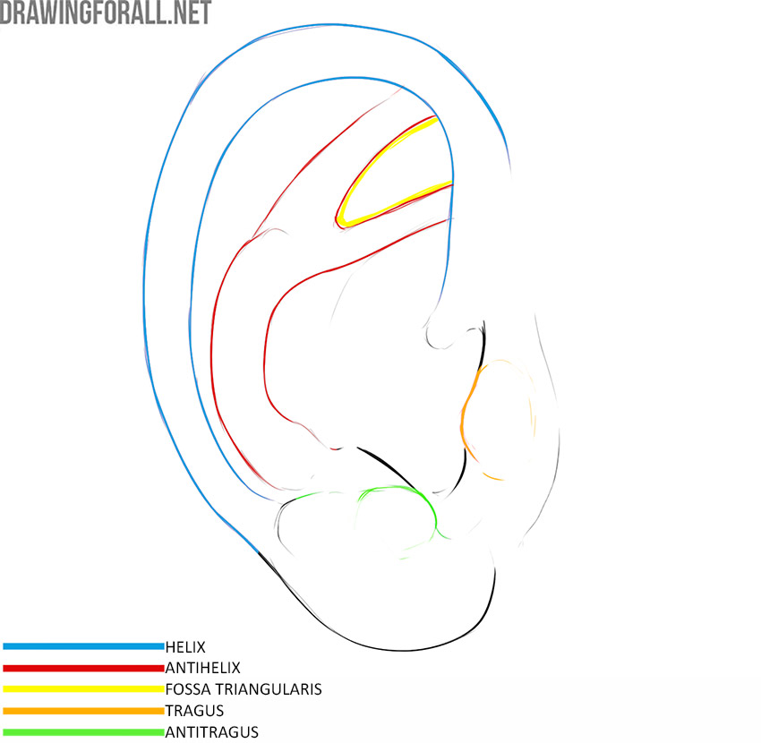 Auricle anatomy with the helix, antihelix, triangular fossa, tragus, and antitragus labeled.