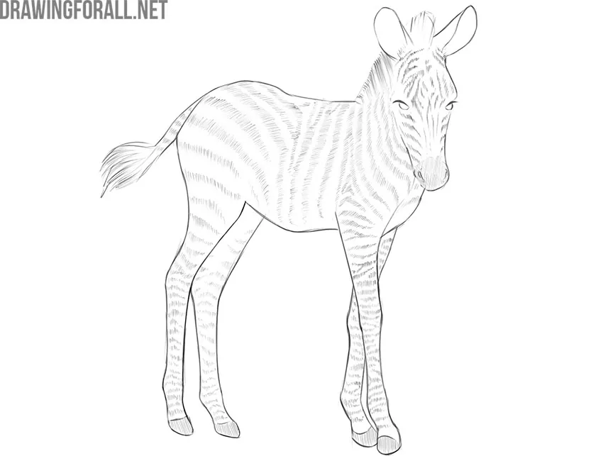 baby zebra drawing tutorial