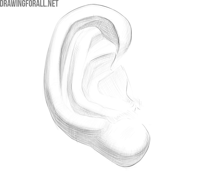 External view of the human ear showing the natural folds of the auricle.