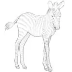 How to Draw a Baby Zebra