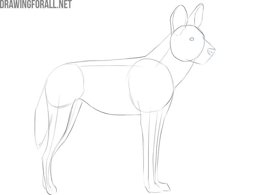 how to draw a cute african wild dog