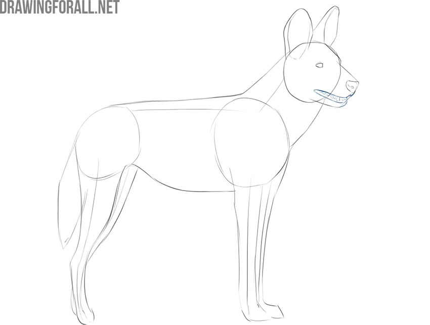 how to draw an African wild dog