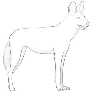 how to draw an african wild dog