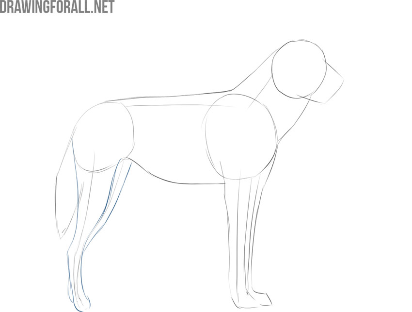 how to draw an african wild dog easy step by step