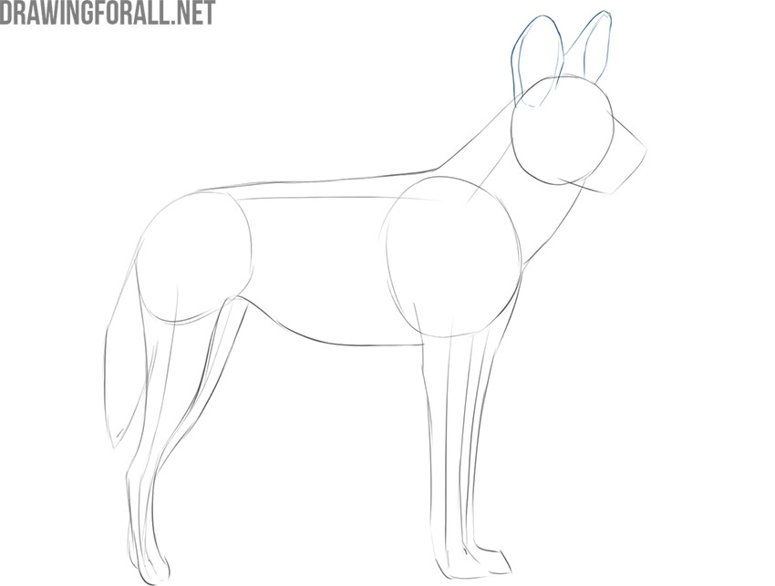 how to draw an african wild dog head