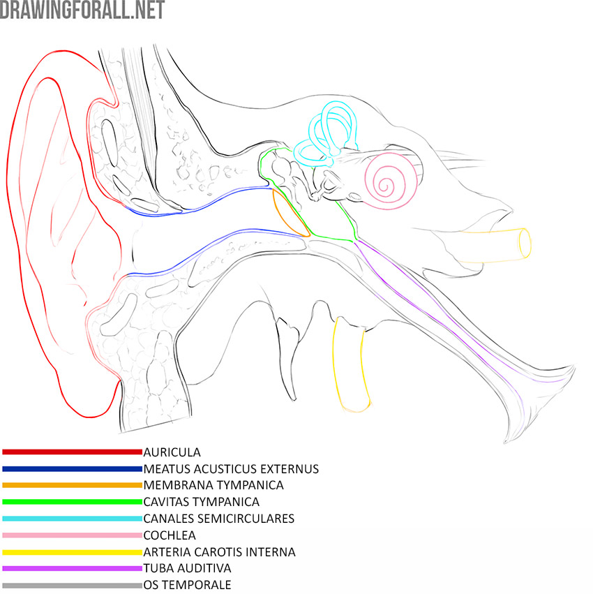 Human ear anatomy with the auricle, external auditory canal, tympanic membrane, tympanic cavity, semicircular canals, cochlea, internal carotid artery, auditory tube, and temporal bone labeled.