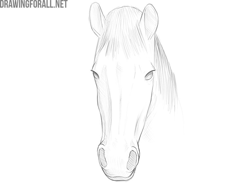 How to Draw a Horse Face 