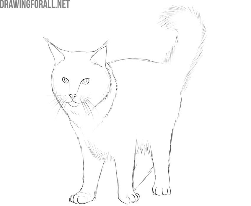 how to draw a maine coon cat easy