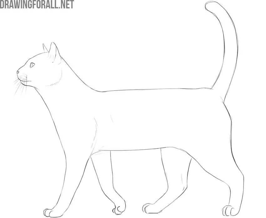how to draw a realistic cat for beginners