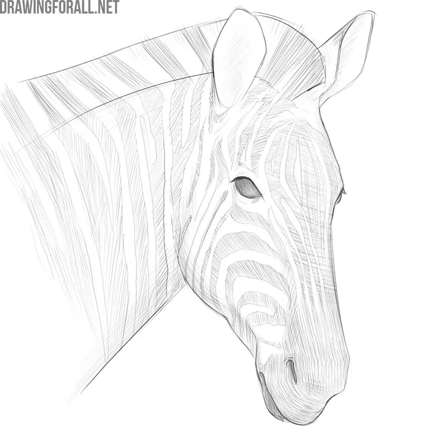 how to draw a zebra face