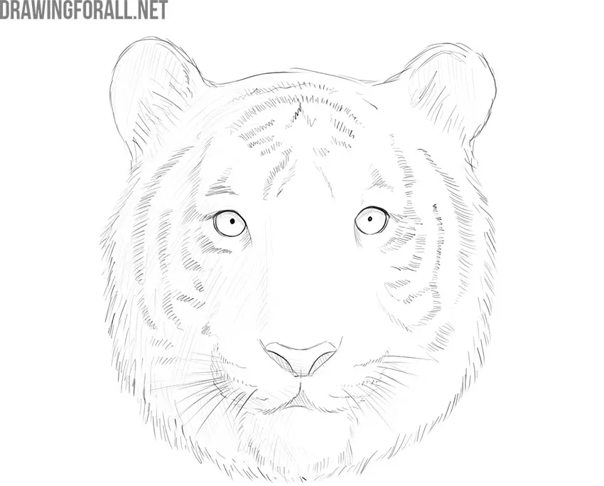 how to draw a tiger face