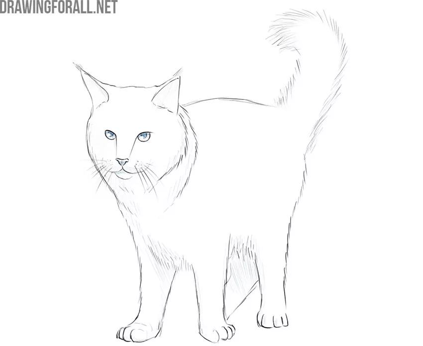 maine coon cat drawing