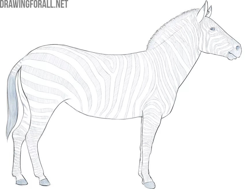 zebra drawing