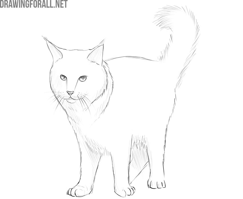 how to draw a maine coon cat