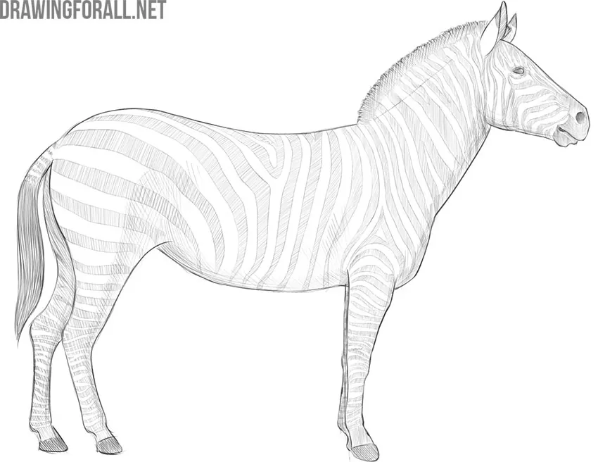 how to draw a zebra