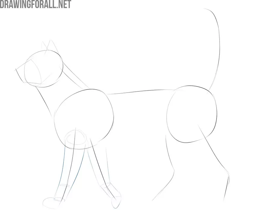 how to draw a realistic cat step by step easy