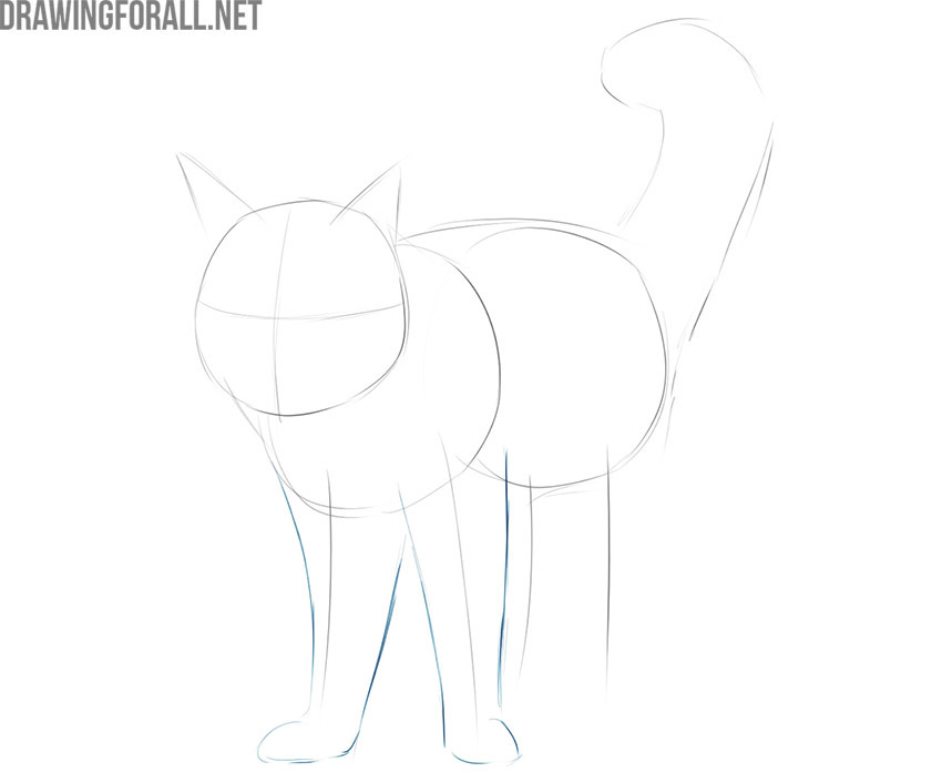 how to draw a realistic maine coon cat