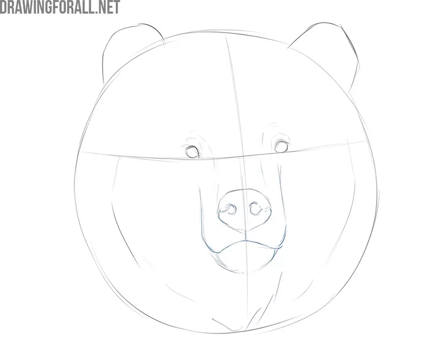 how to draw a bear face for beginners
