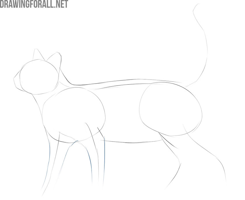 how to draw a cat easy for beginners