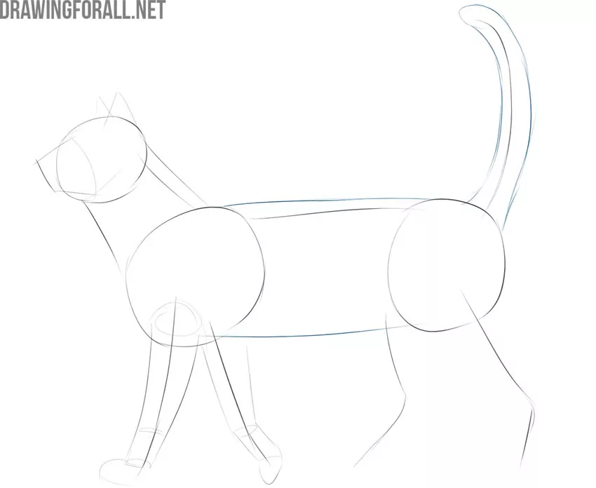 how to draw a realistic cat face step by step for beginners