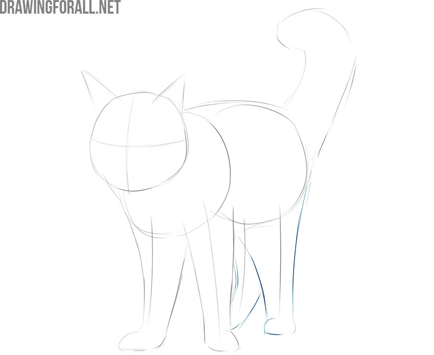 how to draw a simple maine coon cat