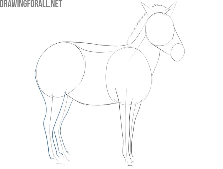easy steps to draw a zebra