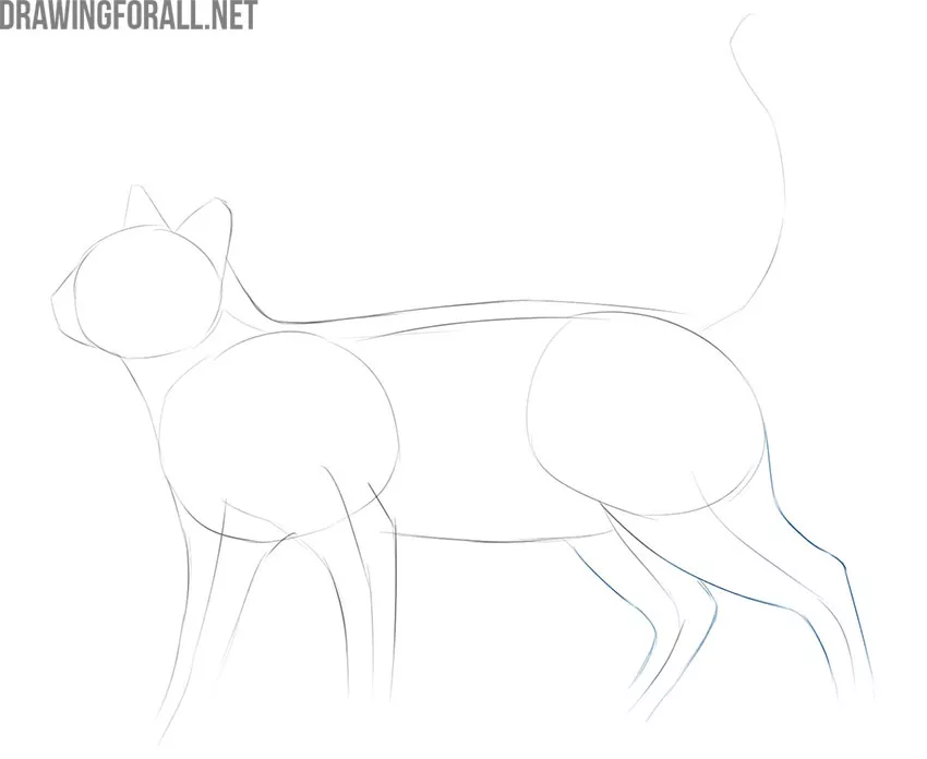 how to draw a cat easy and realistic