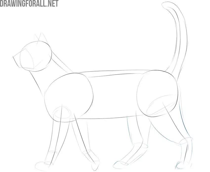 how to draw a realistic and cute cat
