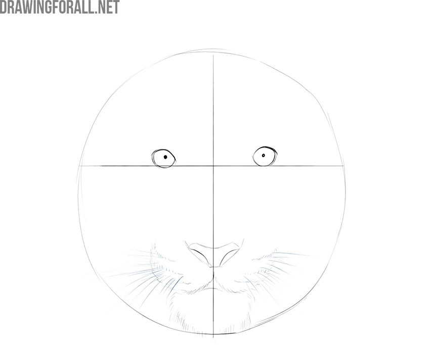 how to draw an easy tiger face