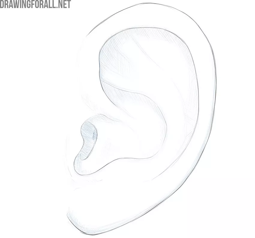 ear drawing