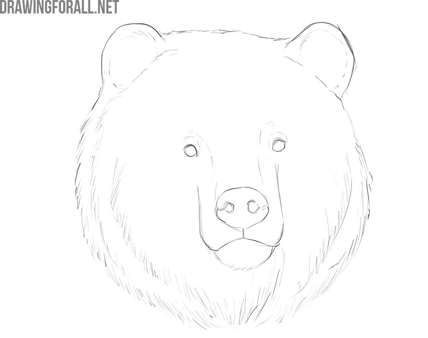 how to draw a bear face realistic