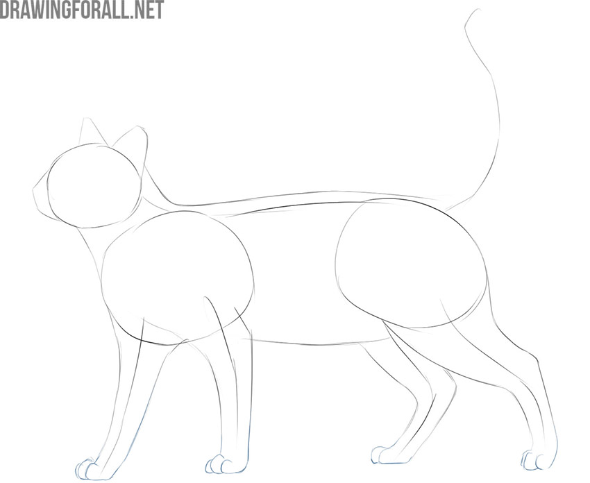 how to draw a cat easy but realistic