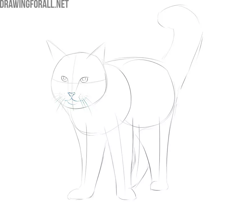 how to draw a maine coon cat for beginners