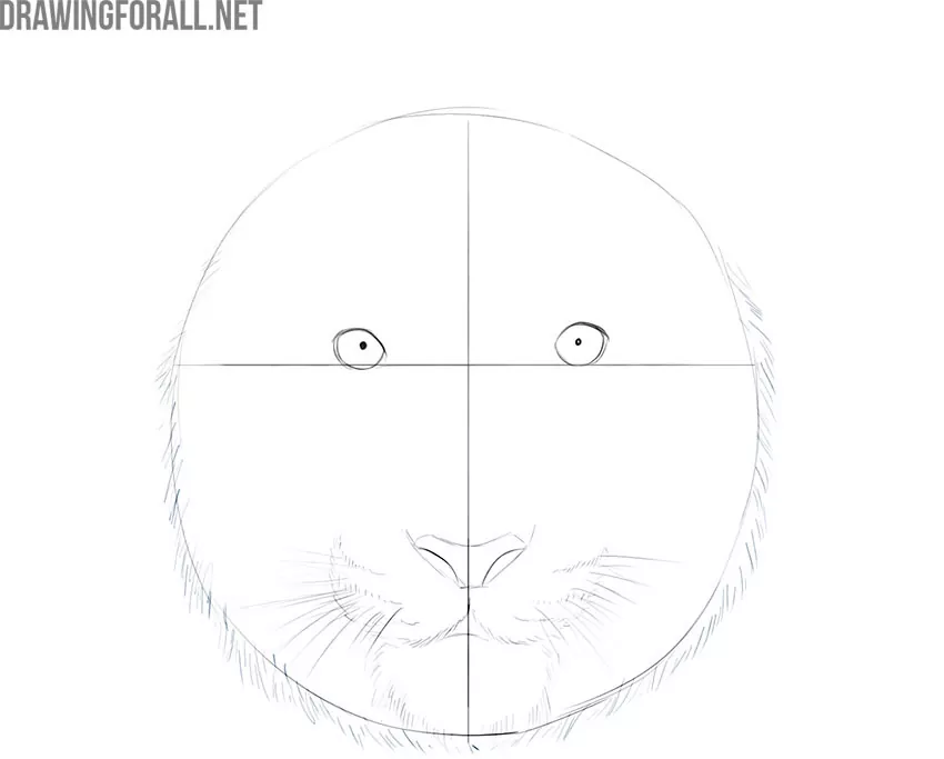 how to draw a tiger face for beginners