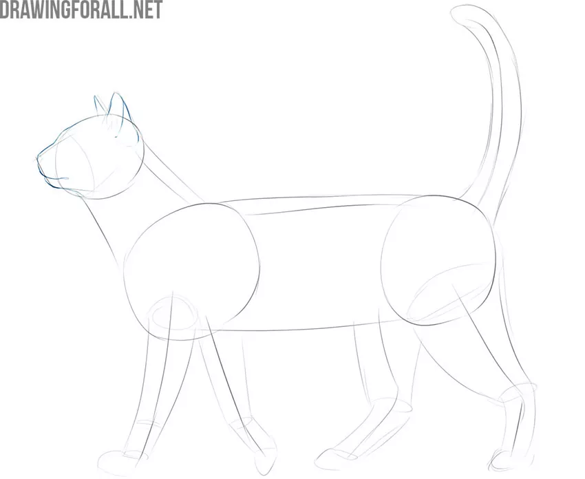 how to draw an easy realistic cat