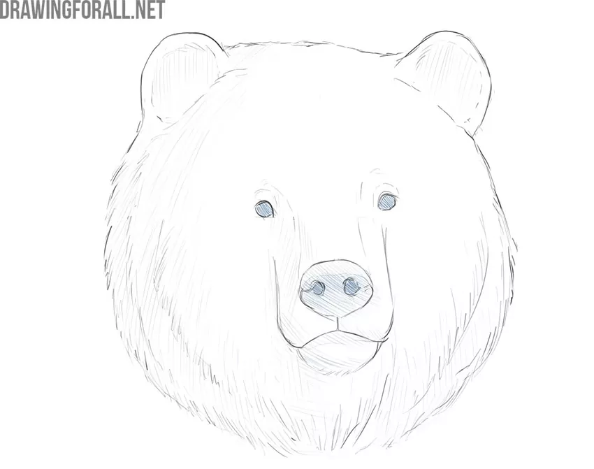 how to draw a bear face step by step