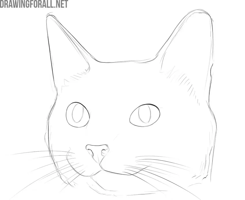 how to draw a cute cat step by step