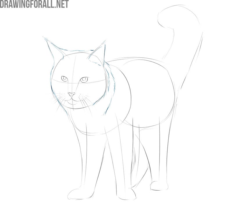 how to draw a maine coon