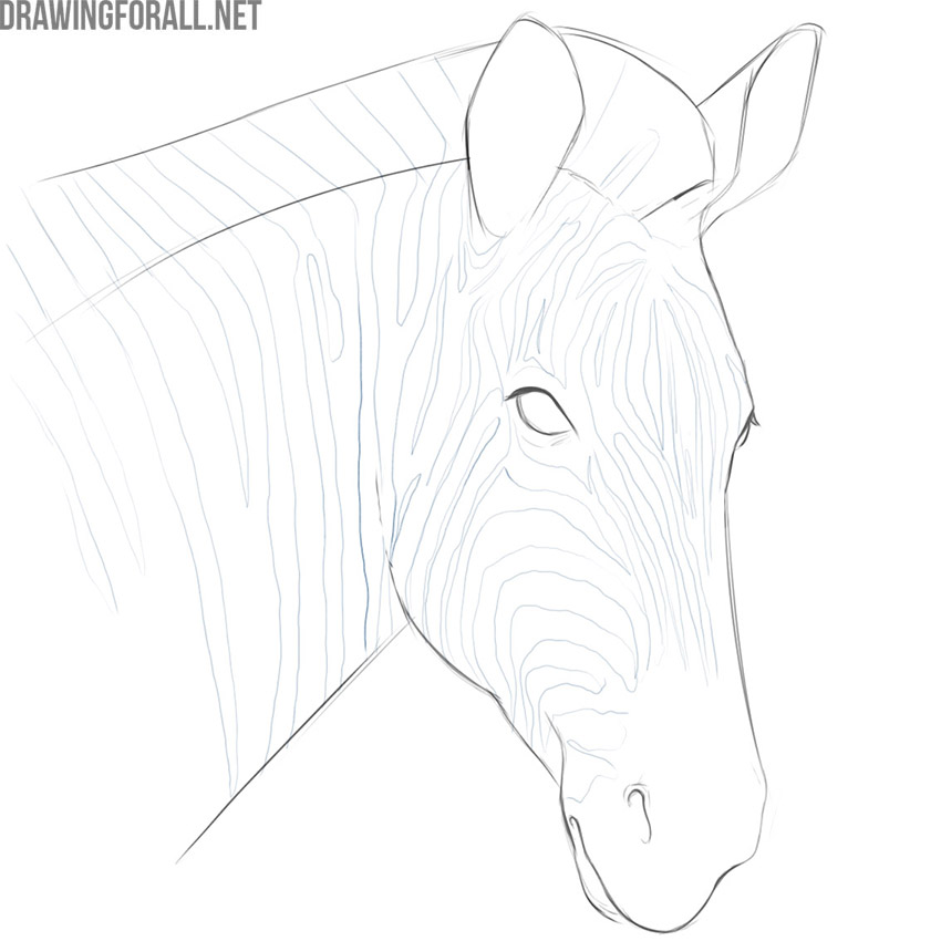 how to draw a zebra face step by step