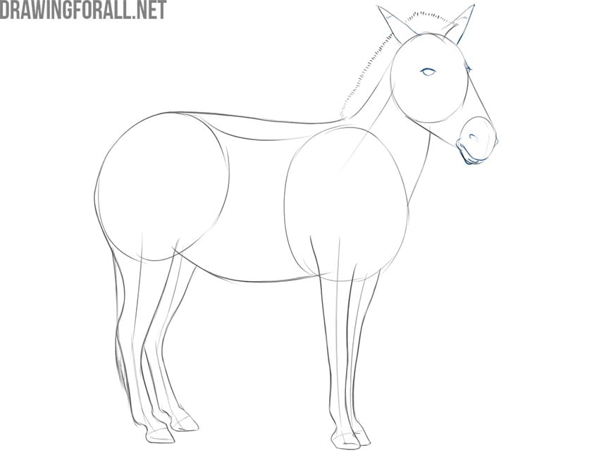 how to draw a zebra in easy steps