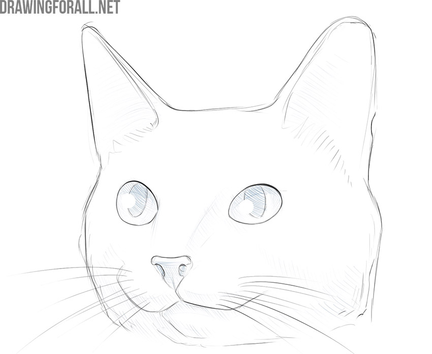 how to draw a cute cat easy