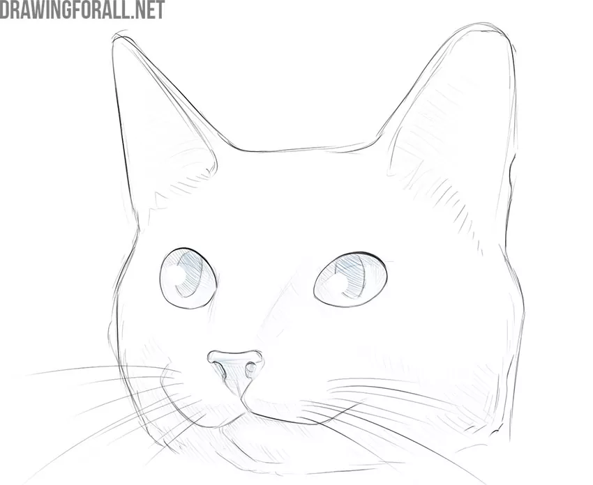 How To Draw Cat - Step By Step Guide | Storiespub